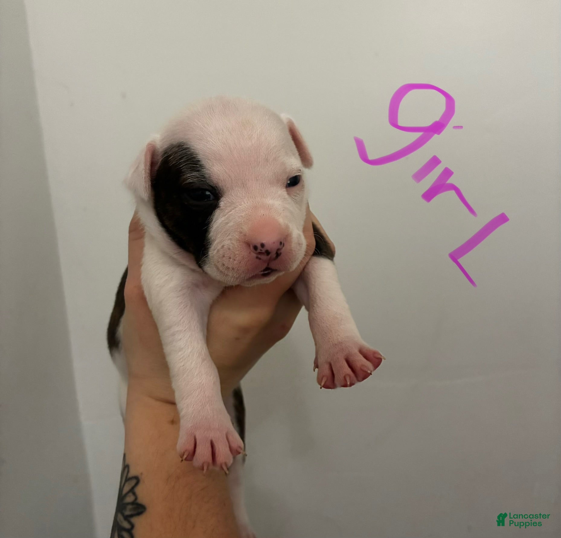American Staffordshire Terrier dogs American Staffordshire Terrier 8 - Ad 1