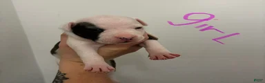 American Staffordshire Terrier 8