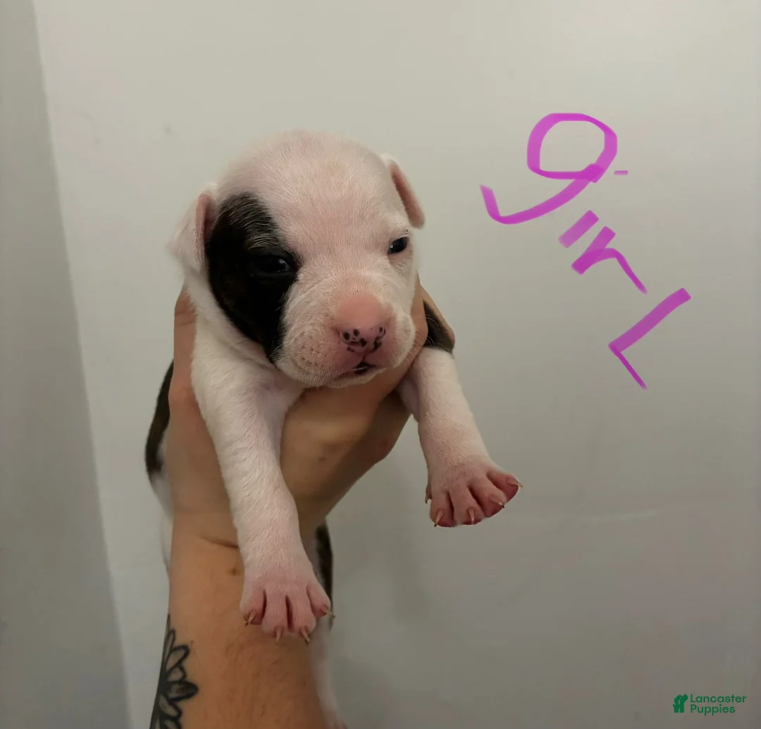 American Staffordshire Terrier dogs for sale: American Staffordshire Terrier 8 - Ad 1