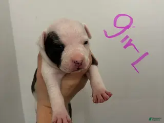 American Staffordshire Terrier dogs American Staffordshire Terrier 8 - Ad 30