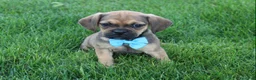 Puggle dogs for sale: Rambo - Ad 3
