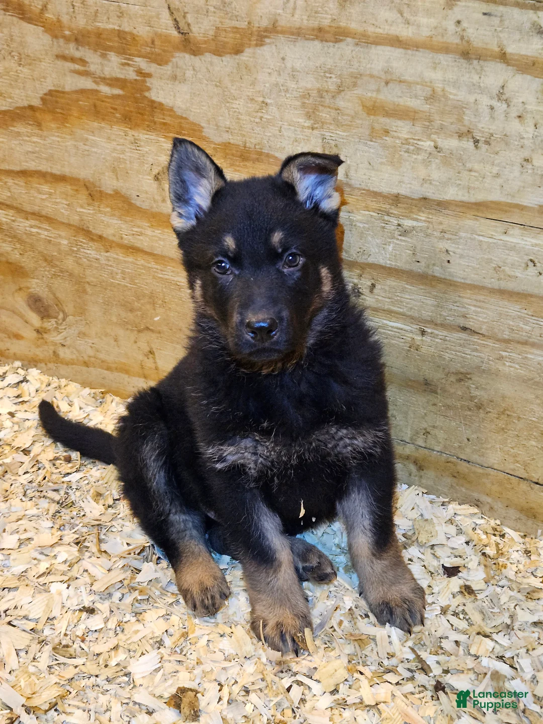 German Shepherd dogs for sale: German Shepherd Puppy 1 - Ad 2