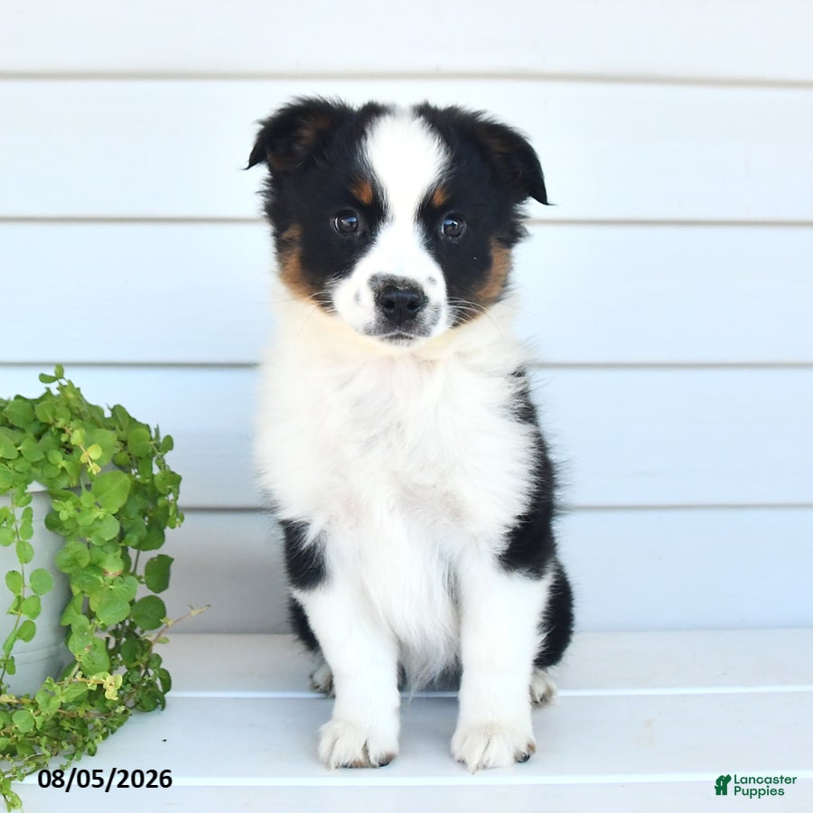 Miniature Australian Shepherd dogs for sale: Diego - Ad 1