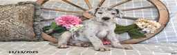 Great Dane dogs for sale: Dasher - Ad 2
