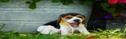 Beagle dogs for sale: Lilly - Ad 5