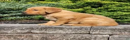 Golden Retriever dogs for sale: Chief - Ad 7