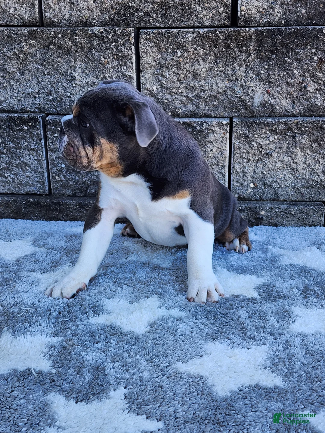 English Bulldog dogs for sale: Ada - Ad 2