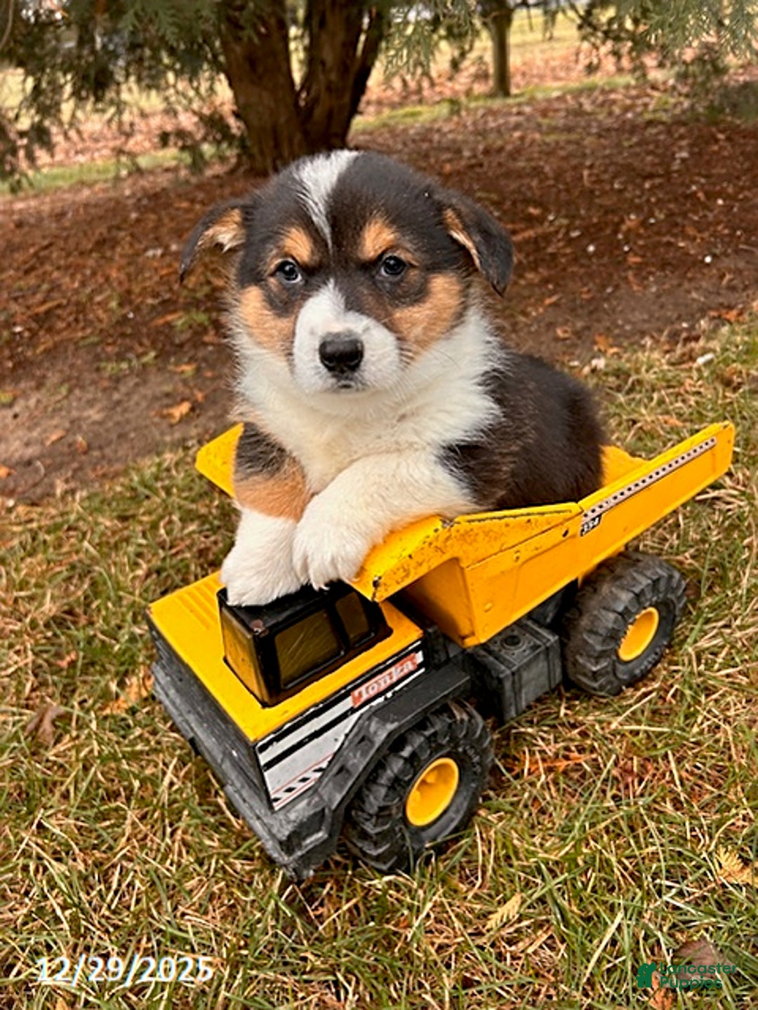 Welsh Corgi Pembroke dogs for sale: Cleo - Ad 3