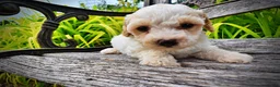 Havapoo dogs for sale: Ashley-SUMMER SALE!! $100 off listed price-this week only! - Ad 7