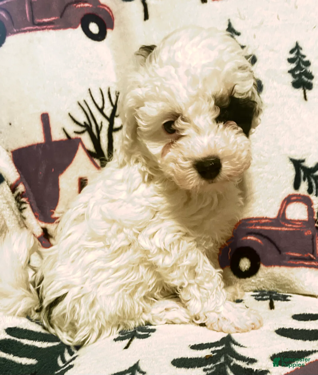 Toy Poodle dogs for sale: Toy Poodle Puppy 1 - Ad 9