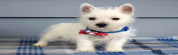 West Highland Terrier dogs for sale: Max - Ad 6