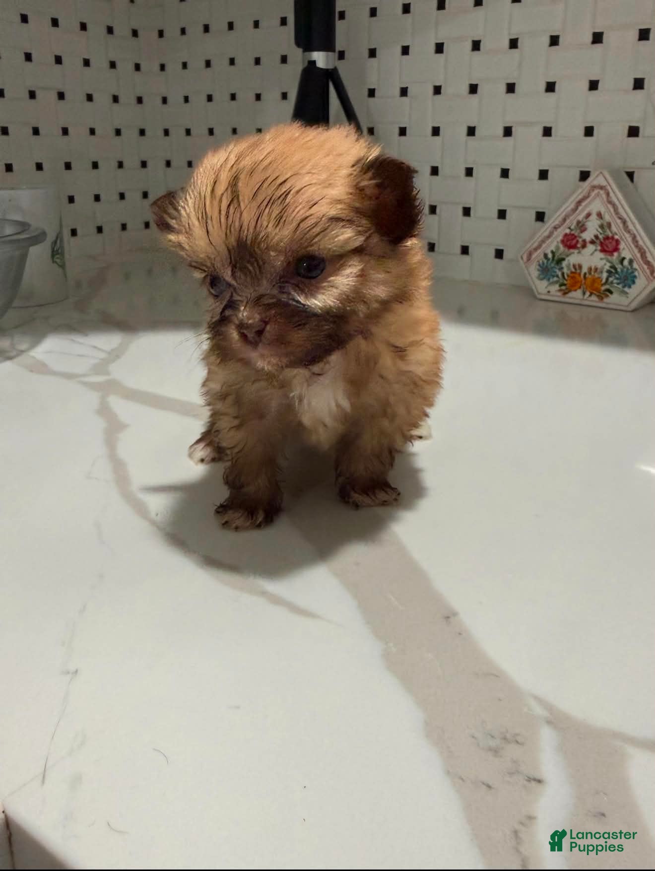 Shihpoo dogs Shihpoo 1 - Ad 36