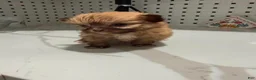 Shihpoo dogs for sale: Shihpoo 1 - Ad 1