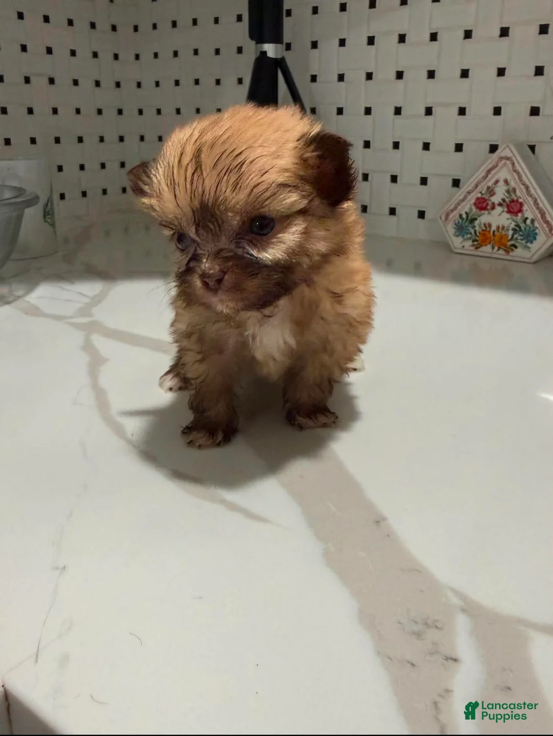 Shihpoo dogs for sale: Shihpoo 1 - Ad 1