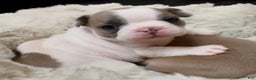 French Bulldog dogs for sale: Abbi - Ad 5