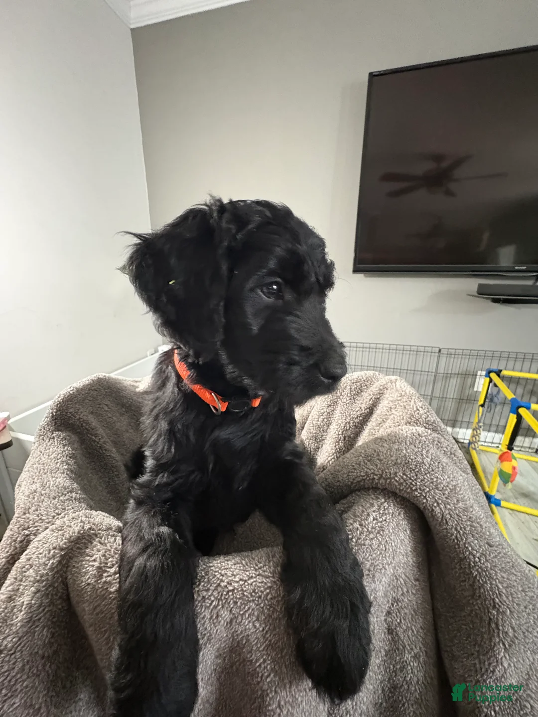 Goldendoodle dogs for sale: Goldendoodle Puppy 2 - Ad 2