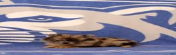 Pomeranian dogs for sale: Gary - Ad 2