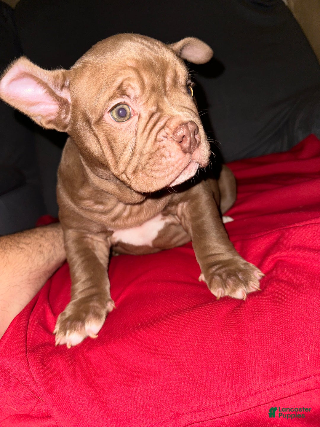 American Bully dogs for sale: Pepper - Ad 2