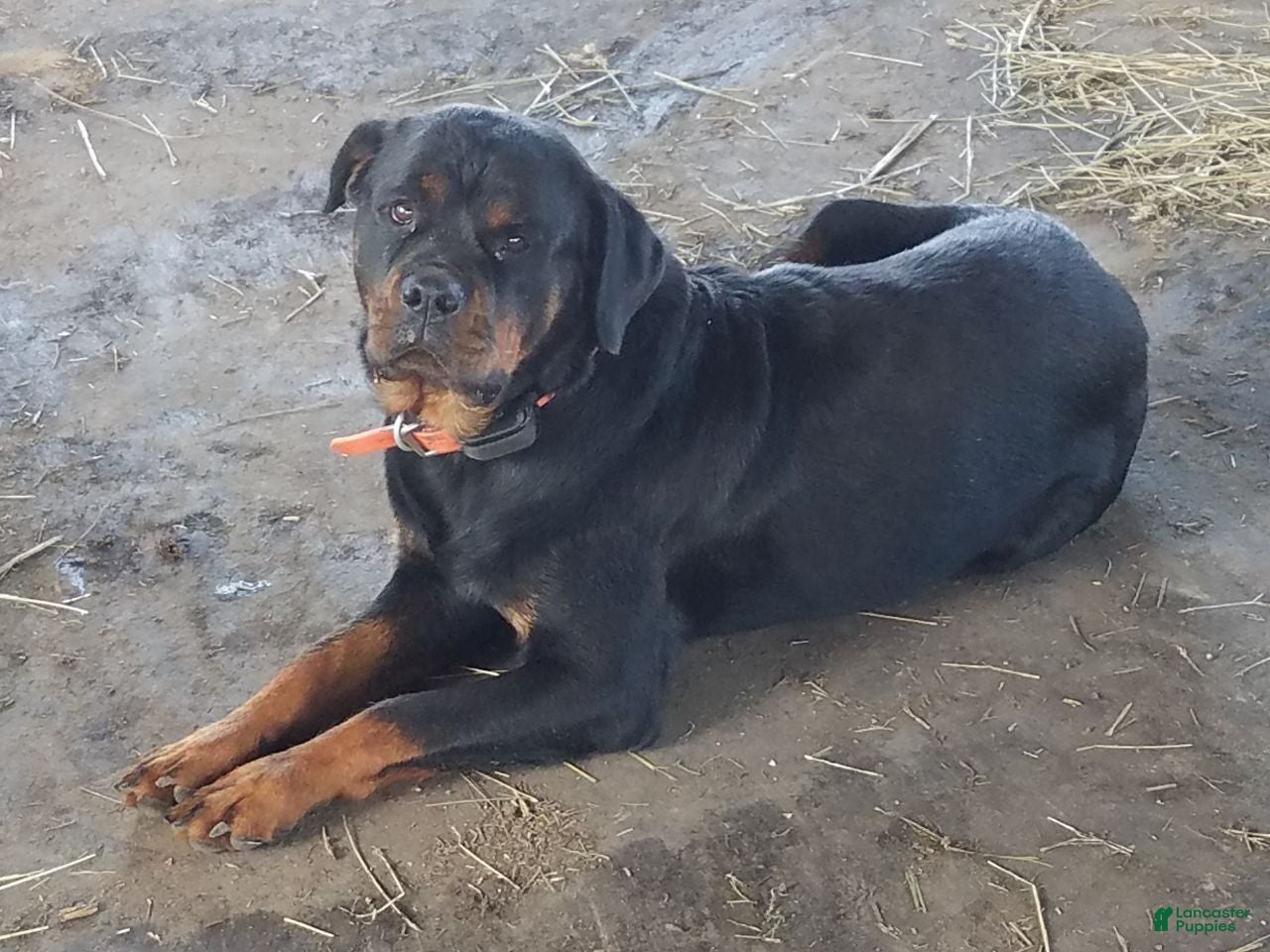 Rottweiler dogs Emma - Ad 2