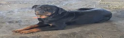 Rottweiler dogs for sale: Eva - Ad 3