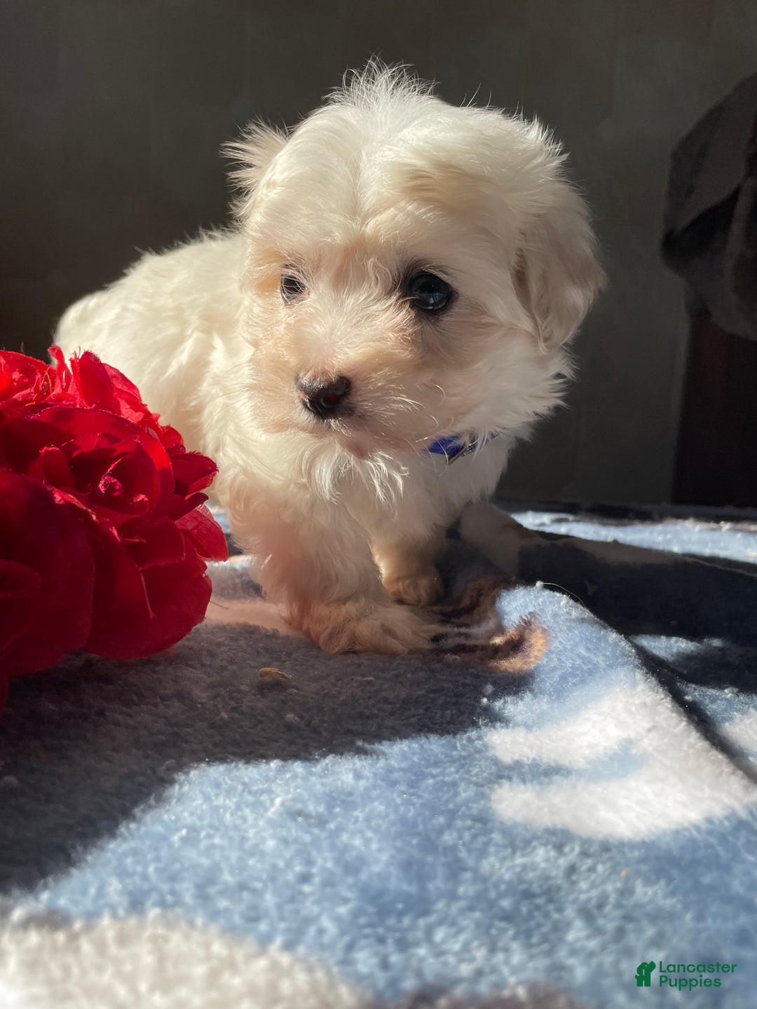 Maltese dogs for sale: Luna - Ad 2