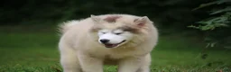 Pomsky dogs for sale: Merle - Ad 3
