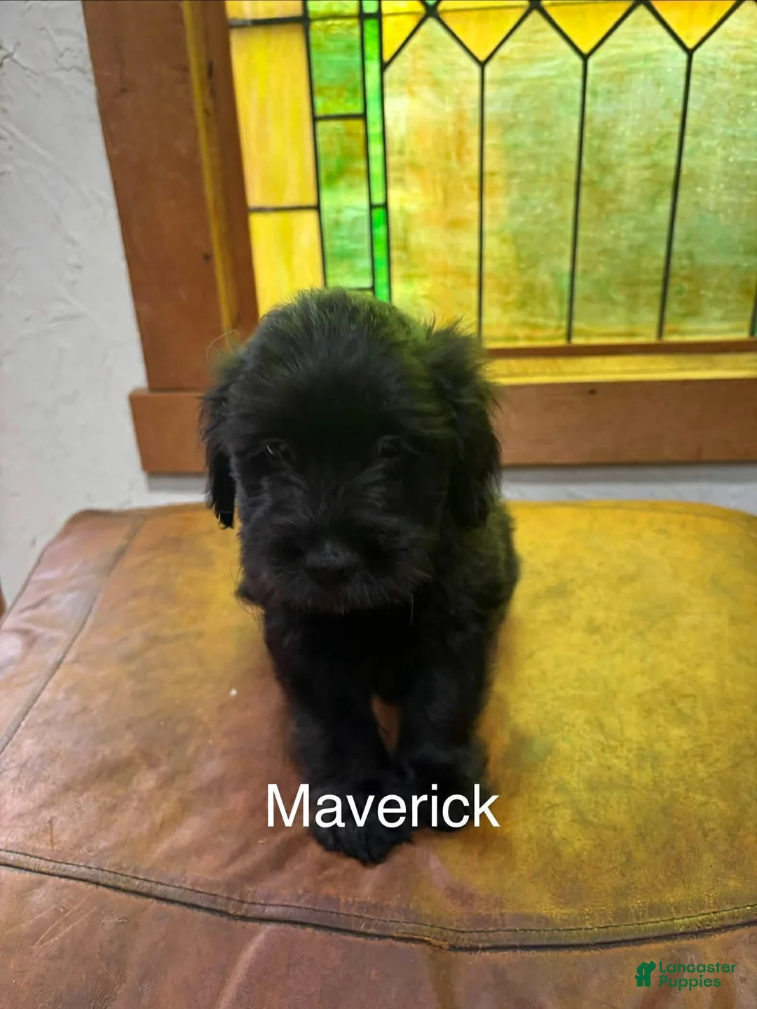 Mixed Breed dogs for sale: Mixed Breed Puppy 2 - Ad 1