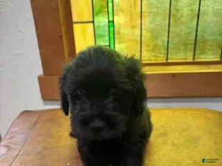 Mixed Breed dogs Mixed Breed Puppy 2 - Ad 13