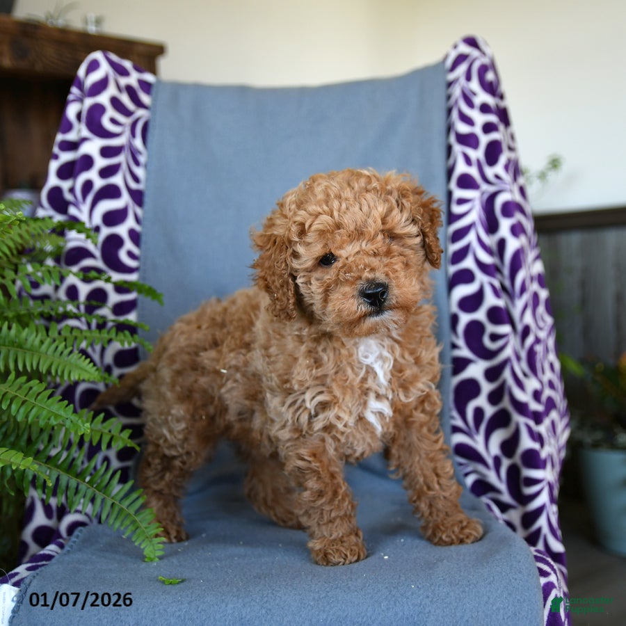 Miniature Poodle dogs Bouncer - Ad 2