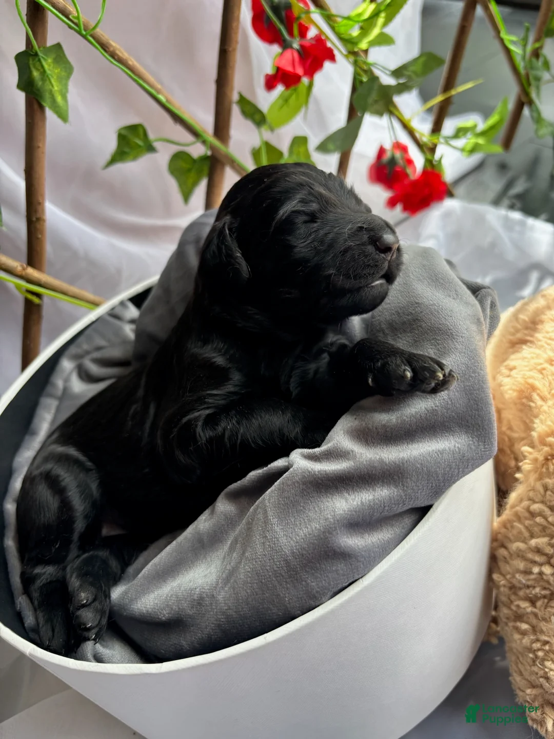 Standard Poodle dogs for sale: Cinderella - Ad 4