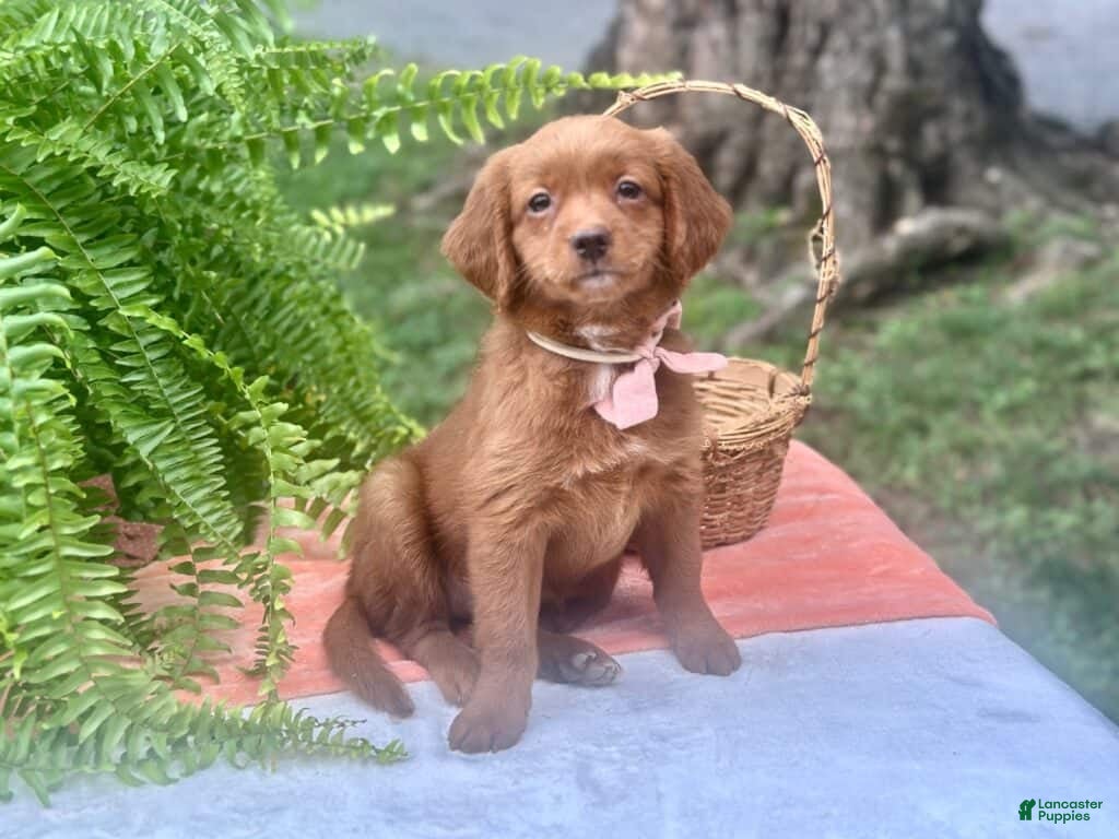 Mini Goldendoodle dogs Roberta - Ad 1