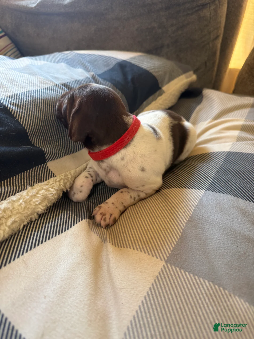 German Shorthaired Pointer dogs for sale: German Shorthaired Pointer Puppy 3 - Ad 1