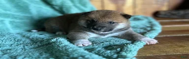 Shiba Inu Puppy 7