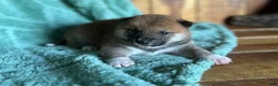 Shiba Inu dogs for sale: Shiba Inu Puppy 7 - Ad 1
