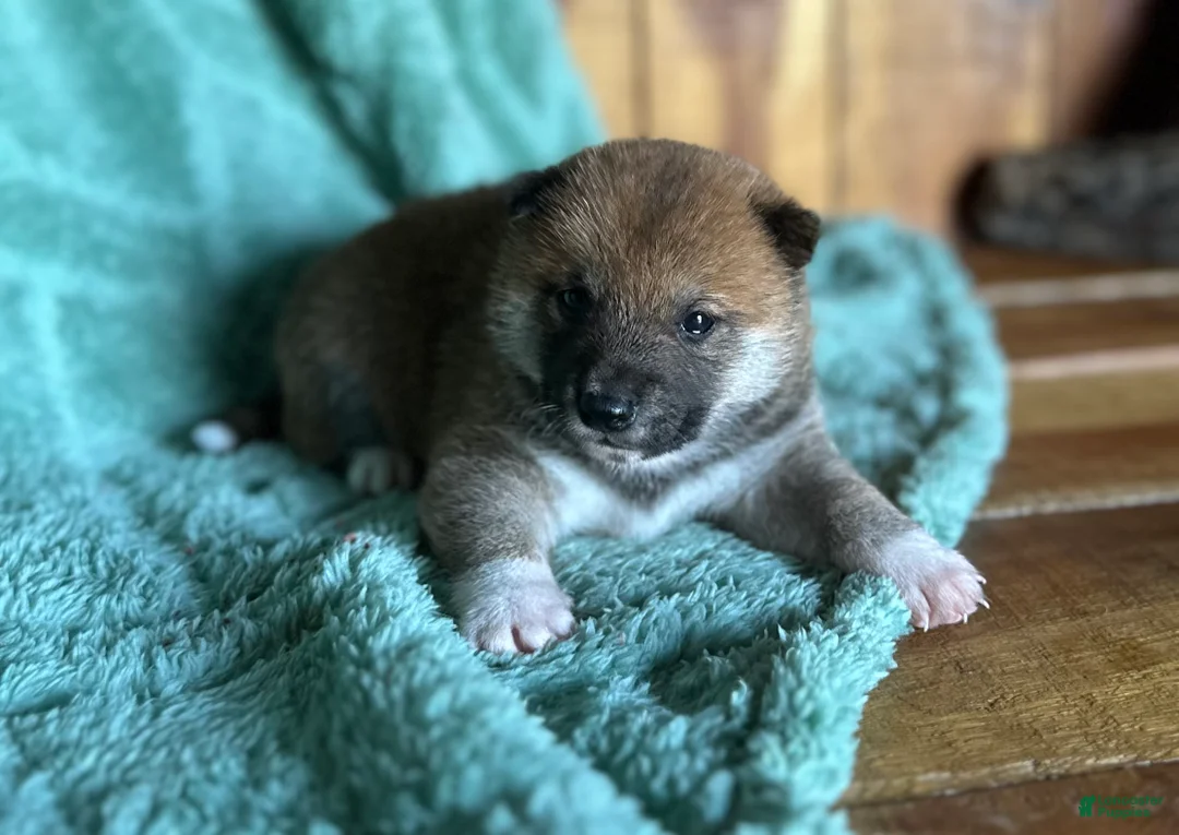 Shiba Inu dogs for sale: Shiba Inu Puppy 7 - Ad 1