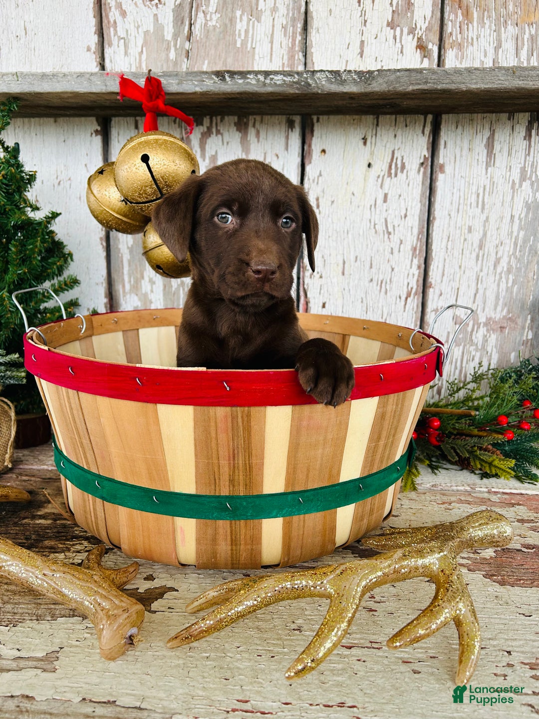 Labrador Retriever dogs for sale: Merry - Ad 5