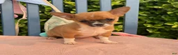Chihuahua dogs for sale: Henry - Ad 3