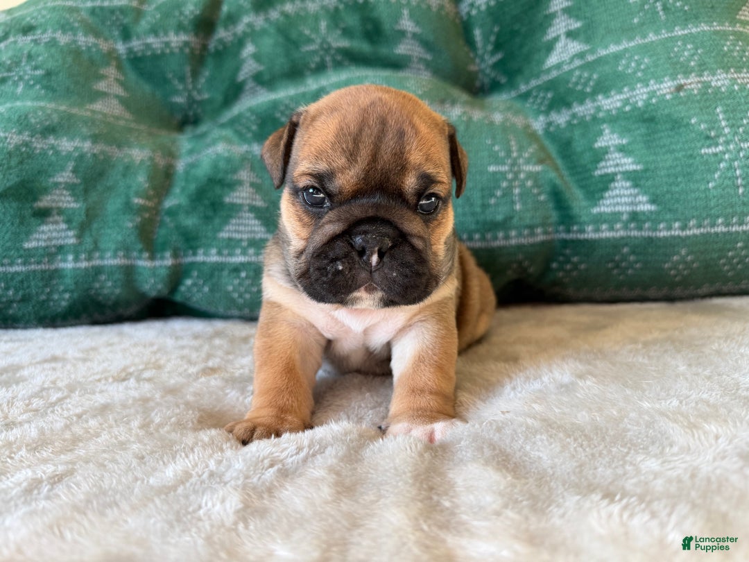 English Bulldog dogs for sale: Coco - Ad 4