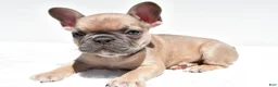 French Bulldog dogs for sale: Bella - Ad 6