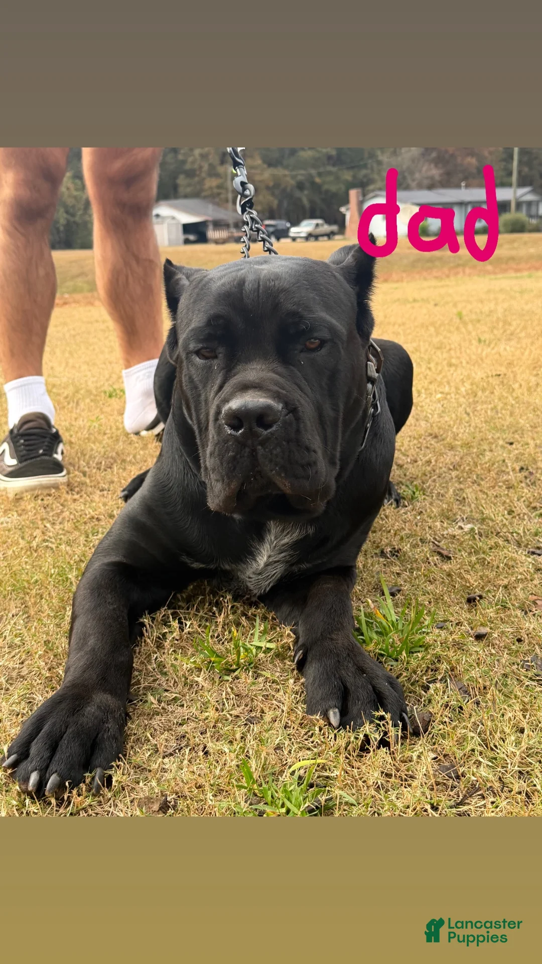 Cane Corso dogs for sale: Cane Corso 2 - Ad 6