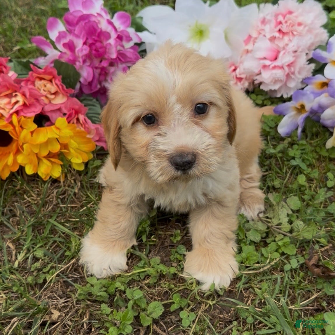Mini Goldendoodle dogs for sale: Oak - Ad 4