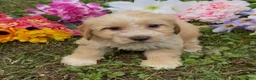 Mini Goldendoodle dogs for sale: Oak - Ad 1