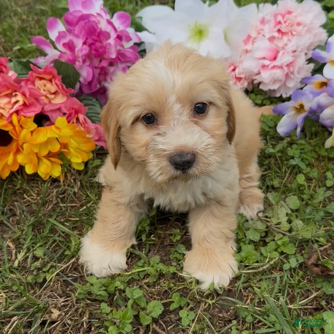 Mini Goldendoodle dogs for sale: Oak - Ad 1