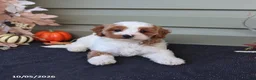 Cavapoo dogs for sale: Milo - Ad 5