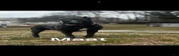 Cane Corso dogs for sale: Cane Corso 1 - Ad 7