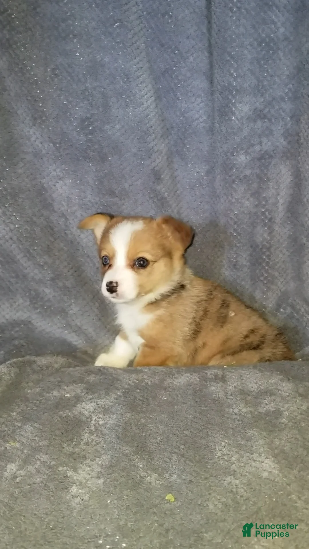 Mixed Breed dogs for sale: Addie - Ad 3