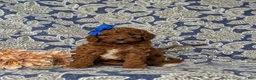 Mini Goldendoodle dogs for sale: Tessa 9 lbs Full Grown - Ad 3