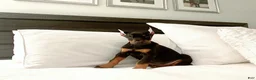 Doberman Pinscher dogs for sale: Doberman Pinscher Puppy 2 - Ad 7