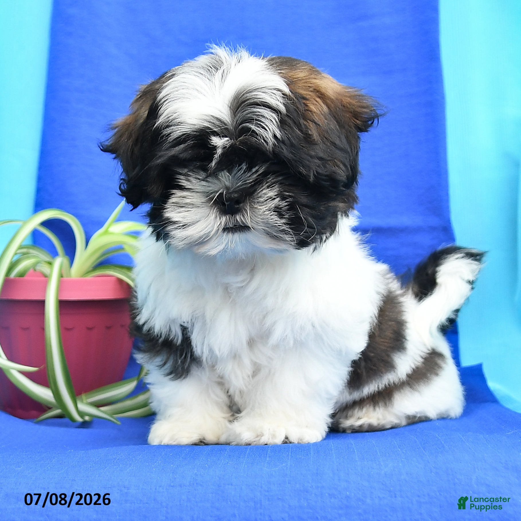 Shih Tzu dogs Conrad - Ad 1