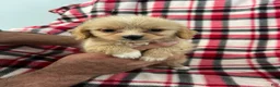 Shihpoo dogs for sale: Kevin Boy-Shihpoo 2 - Ad 4